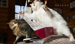 猫咪打架视频,一场视觉盛宴的打架视频回顾